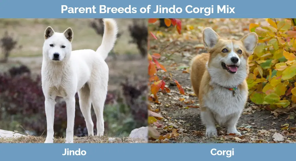 Родителски породи на Jindo Corgi Mix