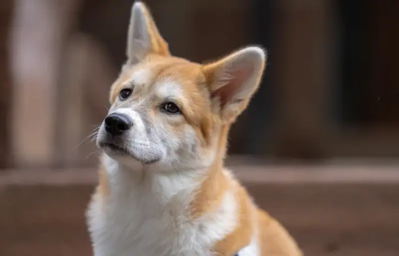 լակոտ jindo corgi խառը ցեղատեսակի շուն