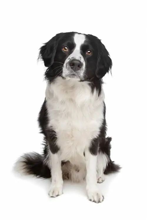 Border Point Dog (Border Collie & Pointer Mix): inligting, prente, feite