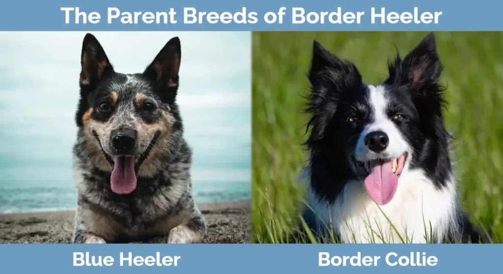 Ang magulang ay nag-breed ng Border Heeler