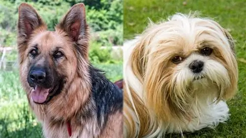 German Shepherd Shih Tzu Mix: รูปภาพ, อารมณ์ & นิสัย