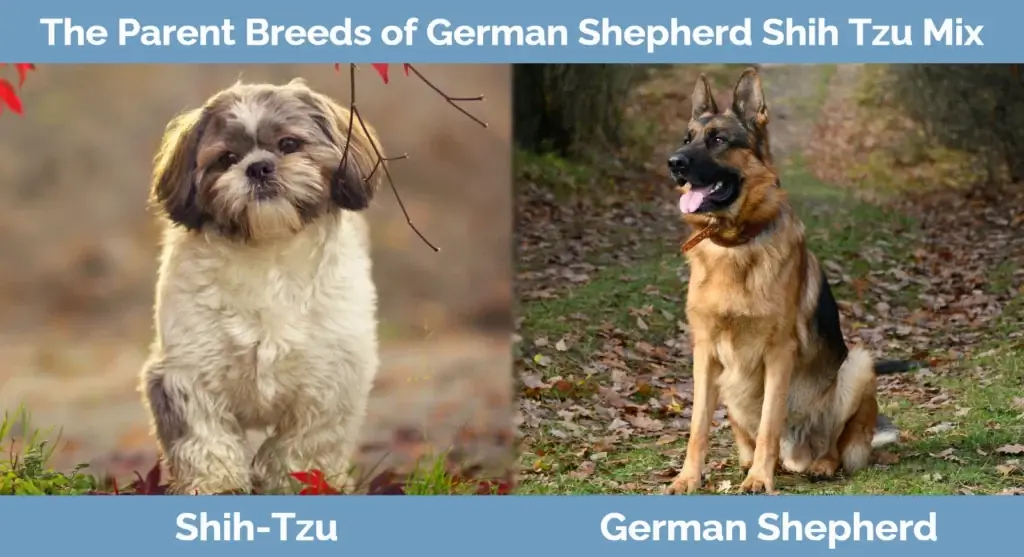 Racat mëmë të bariut gjerman Shih Tzu Mix