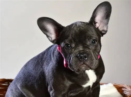 visage de bouledogue français