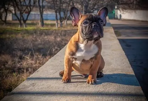 Frenchie Pei ит тұқымы туралы ақпарат