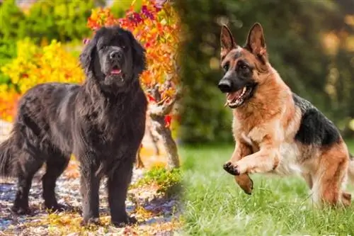 New Shep (Newfoundland & German Shepherd Mix): Info, billeder, fakta