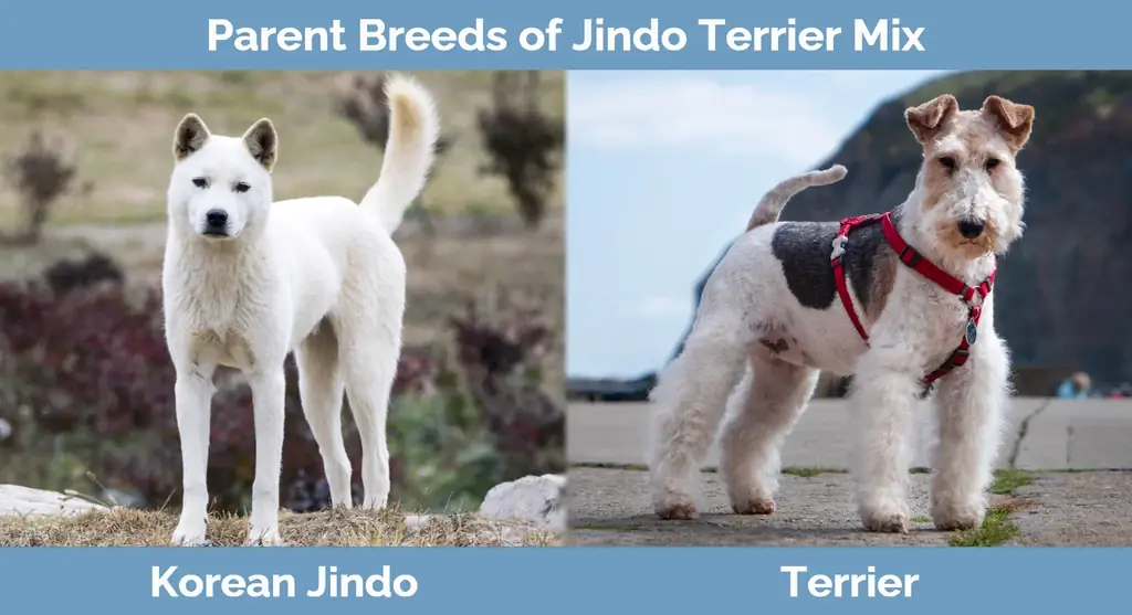 Jindo Terrier Mix-ի ծնող ցեղատեսակները