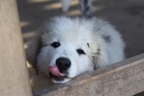 Büyük pirene köpek yavrusu