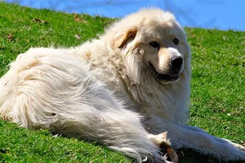 Pyrenees Hebat, penjaga kawanan, anjing domba di padang rumput