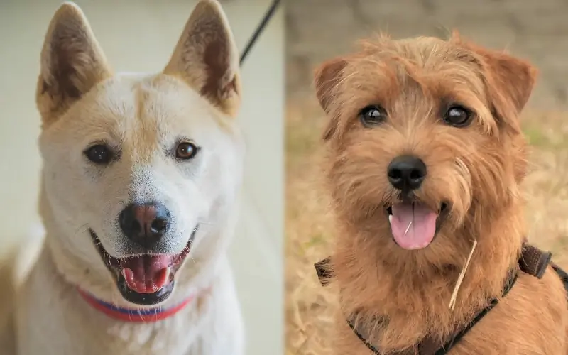 Campuran Jindo Terrier: Gambar, Panduan Perawatan, Temperamen & Sifat