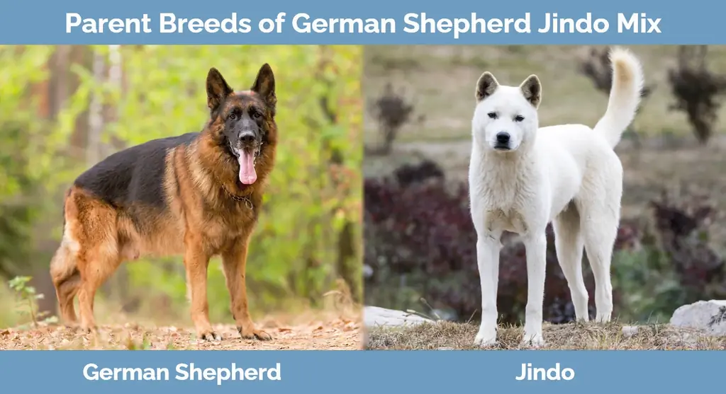 Baka induk Gembala Jerman Jindo Mix