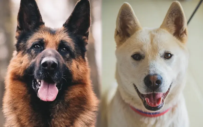 German Shepherd Jindo Mix: Picha, Mwongozo wa Utunzaji, Halijoto & Sifa