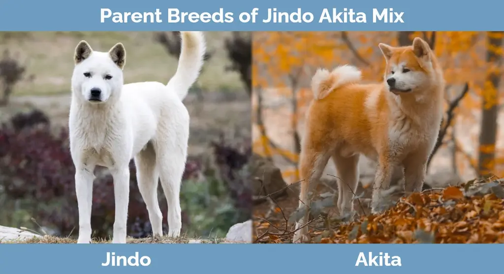 Racat mëmë të Jindo Akita Mix