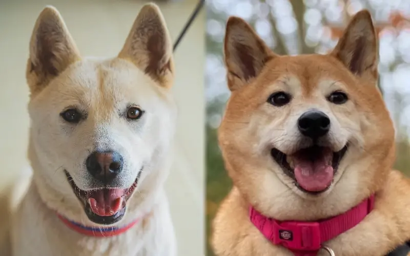 Jindo Akita aralashmasi: rasmlar, parvarish bo'yicha qo'llanma, temperament & xususiyatlari