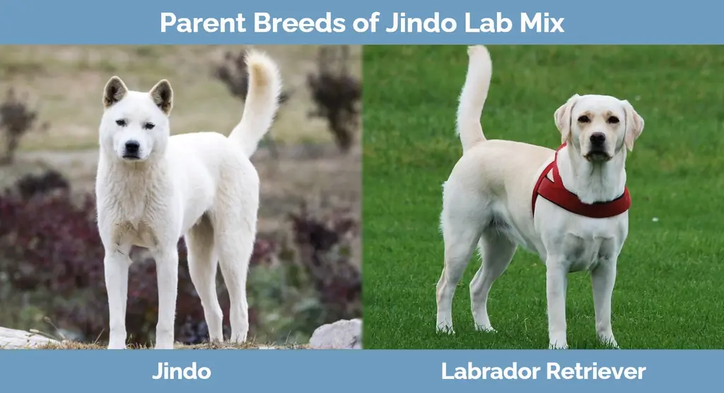 Jindo Lab Mix'тин ата-теги породалары