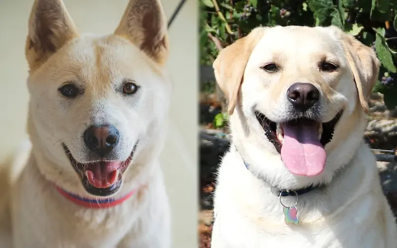 Jindo Lab Mix: nuotraukos, priežiūros vadovas, temperamentas & bruožai