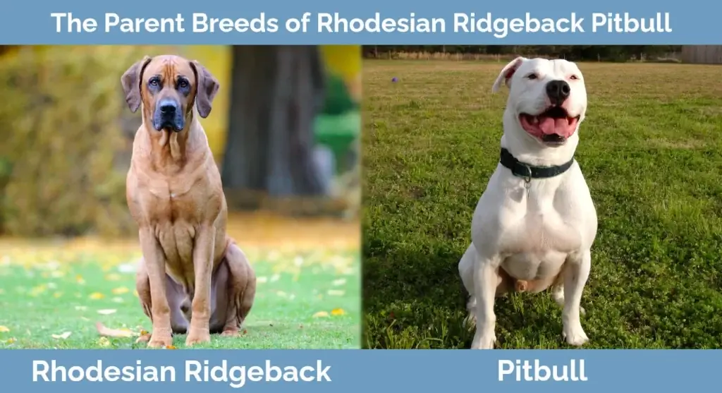 Trah induk dari Rhodesian Ridgeback Pitbull Mix