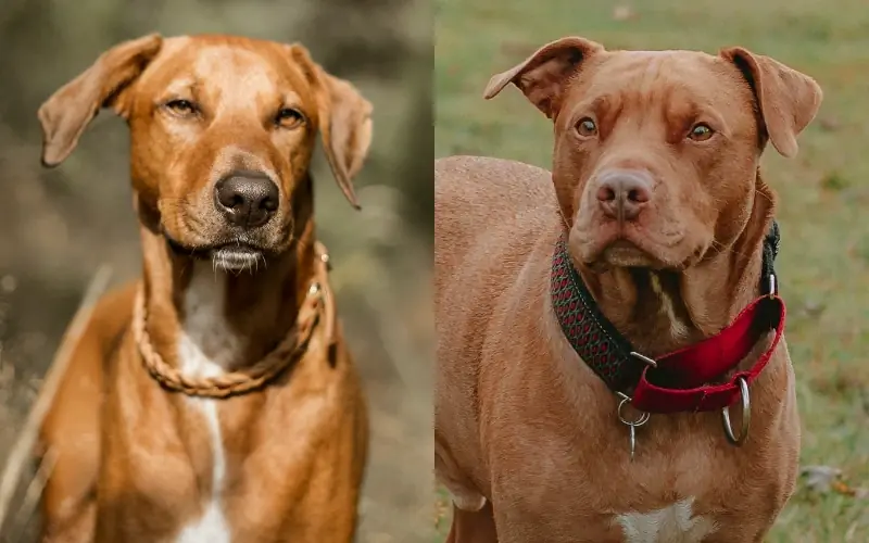 Rhodesian Ridgeback Pitbull Mix: ข้อมูล รูปภาพ ลักษณะ & ข้อเท็จจริง