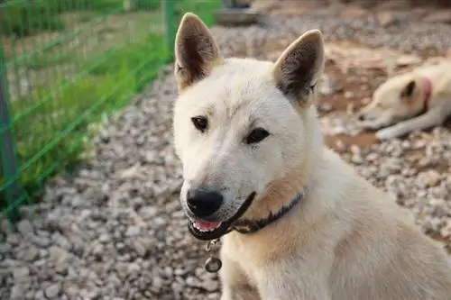 Përzierje Jindo Husky: Foto, Udhëzues Kujdesi, Temperament & Tipare