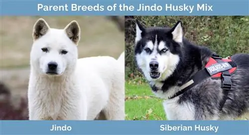 Forældreracer af Jindo Husky Mix