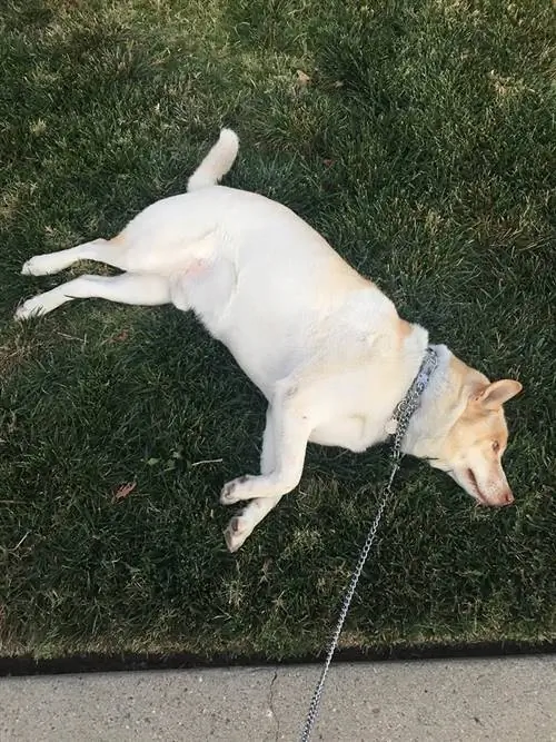 Jindo husky mix deitado na grama