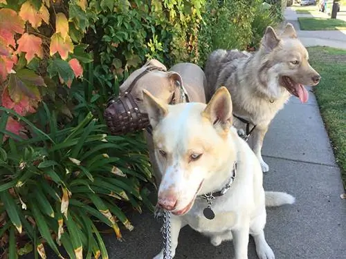 iki jindo husky qarışığı məhəllədə gəzir