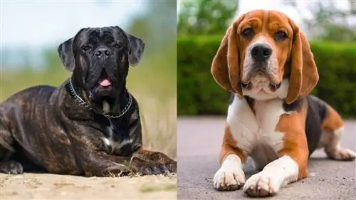 Cane Corso Beagle Mix: מידע, תמונות, טמפרמנט & תכונות