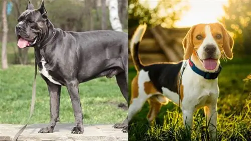 Cane Corso et Beagle