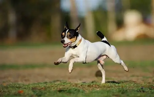 toy fox terrier alergând