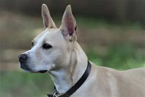 akita pitbull mengsel