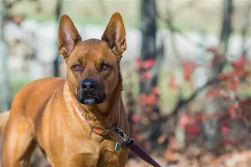 Akita pittbull mix