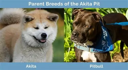 Akitas bedres vecāku šķirnes