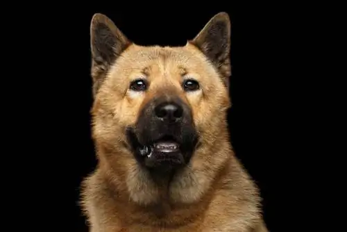 Akita Chow (Akita & Chow Chow Mix): Info, Pictures, Yam ntxwv & Facts