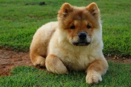 Cucciolo di Akita Chow