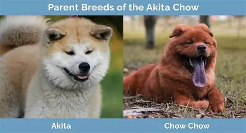 Mga Magulang na Lahi ng Akita Chow