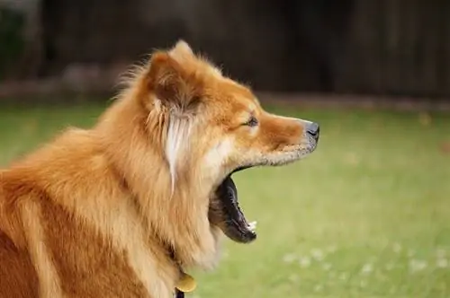 Un akita chow stanco