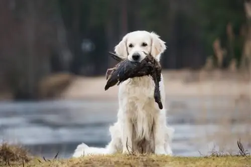 cane golden retriever caccia all'anatra