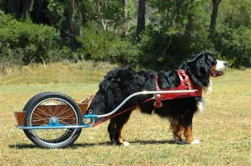 Berner Berghond wat karre in die park doen