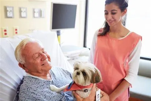 Cão de terapia animal de estimação visitando o hospital