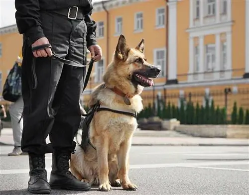 γερμανικός ποιμενικός αστυνομικός σκύλος