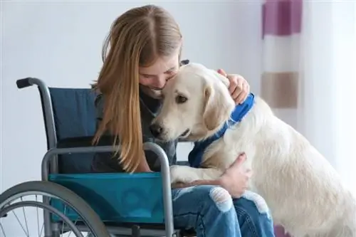 Um cão de serviço branco com uma mulher em cadeira de rodas