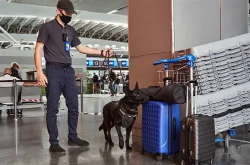 condutor e cão de detecção em um aeroporto