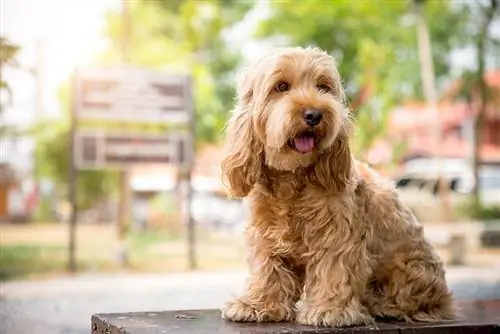 Գեղեցիկ Cockapoo շունը նստած է սեղանի վրա