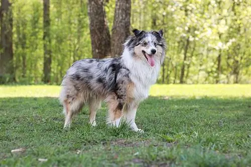 blue merle shetlandský ovčák v parku