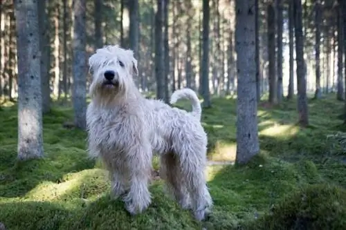 Terrier gruri i veshur me butësi