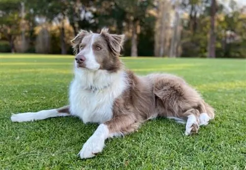 lila border collie wat op gras lê