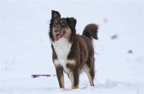 Rooi tri Australiese herder in die sneeu