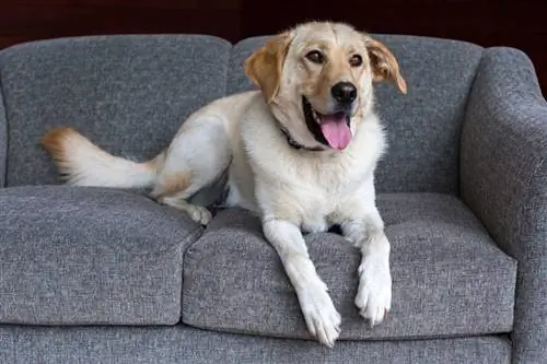 un golden retriever labrador mix gos estirat al sofà gris