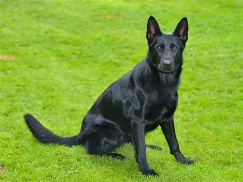 swart Duitse herder wat op gras sit