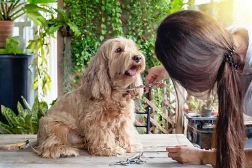 Asian na babaeng nag-aayos ng puppy cockapoo dog