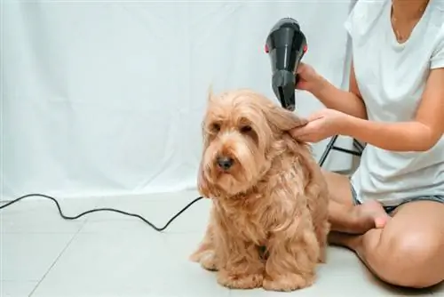 Ang Asian na may-ari ay nag-aayos ng hair dryer upang matuyo ang buhok ng aso ng Cockapoo